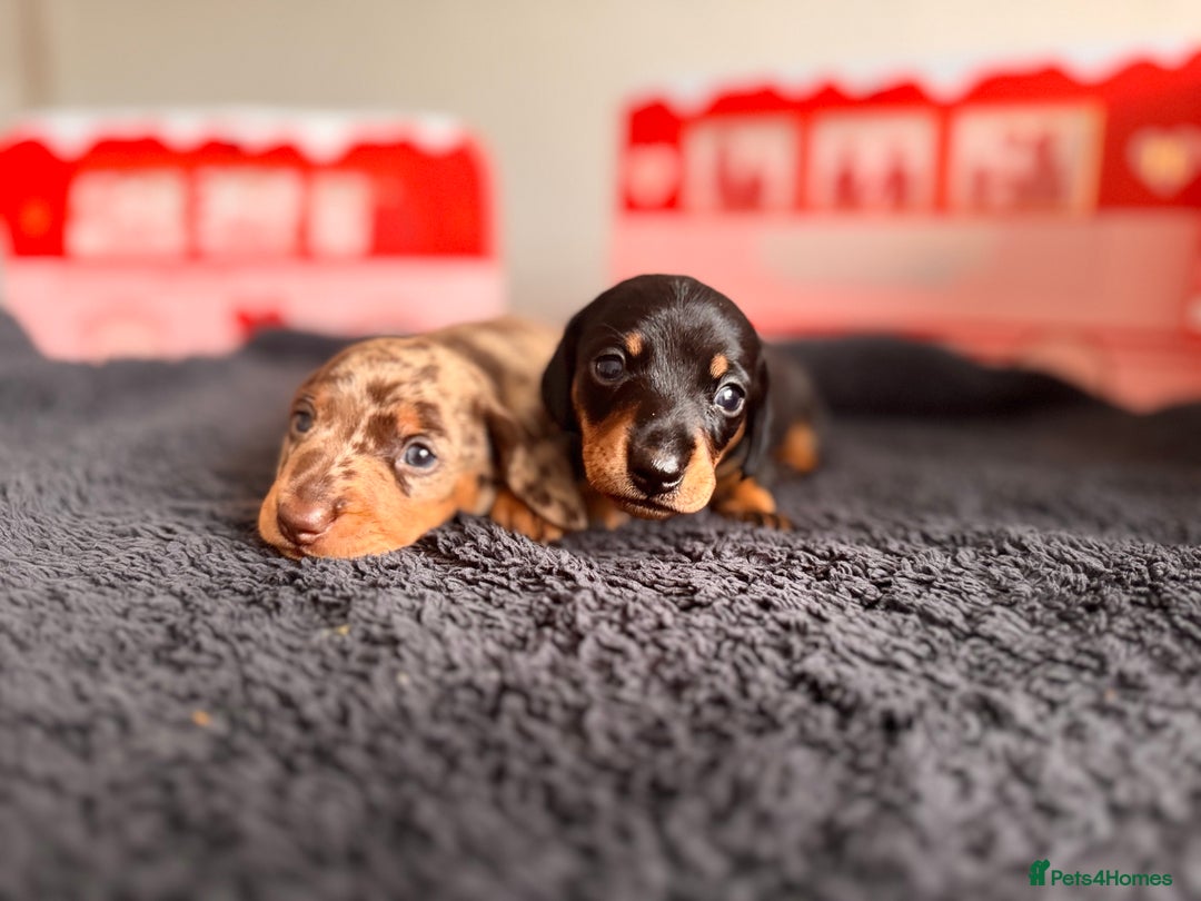 Miniature Dachshund dogs for sale: 🐾 miniature Dachshund 1 LEFT READY IN 2 WEEKS🐾 - Advert 12