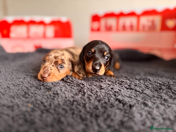 Miniature Dachshund dogs - Advert 1