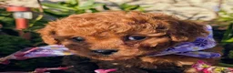 Cavapoo dogs for sale: ❤️ Ruby Red F1b Miniature Cavapoo Teddy Bear  ❤️  - Advert 13