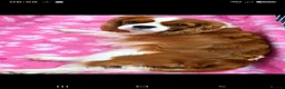 Cavalier King Charles Spaniel dogs for sale: 2 female Cavalier King Charles spaniel adults  - Advert 5