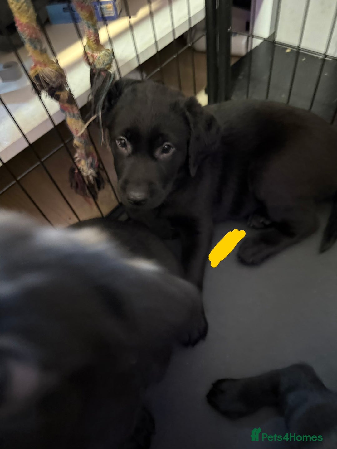 Labrador Retriever dogs for sale: Stunning litter of pure bred black Labrador pups  - Advert 2