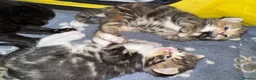 Mixed Breed cats for sale:  Beautiful half Maine coon kittens  - Advert 10