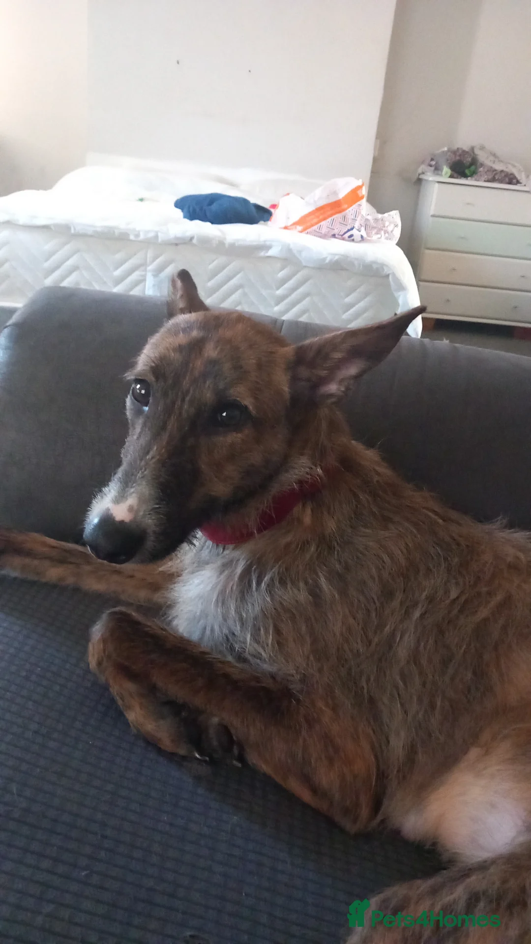 Lurcher dogs for sale: For sale lurcher cross puppies  - Advert 7