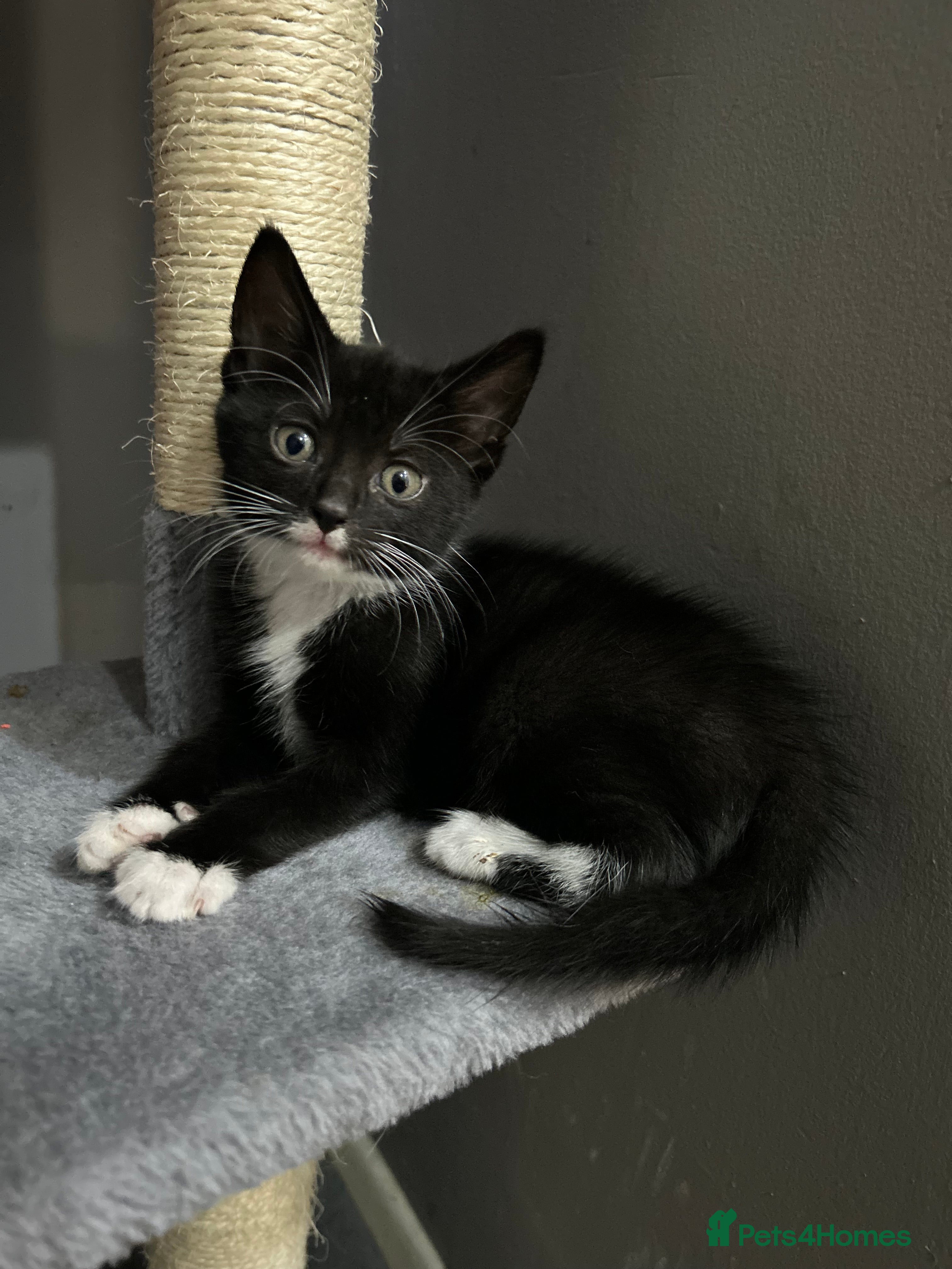 Mixed Breed cats for sale: 🚨GORGEOUS KITTENS READY TO LEAVE 🚨 - Advert 3