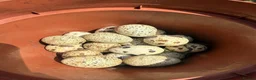 Quail poultry for sale: Quails family laying eggs  - Advert 3