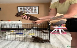 Miniature Dachshund dogs for sale: Miniature dachshund puppies  - Image 31