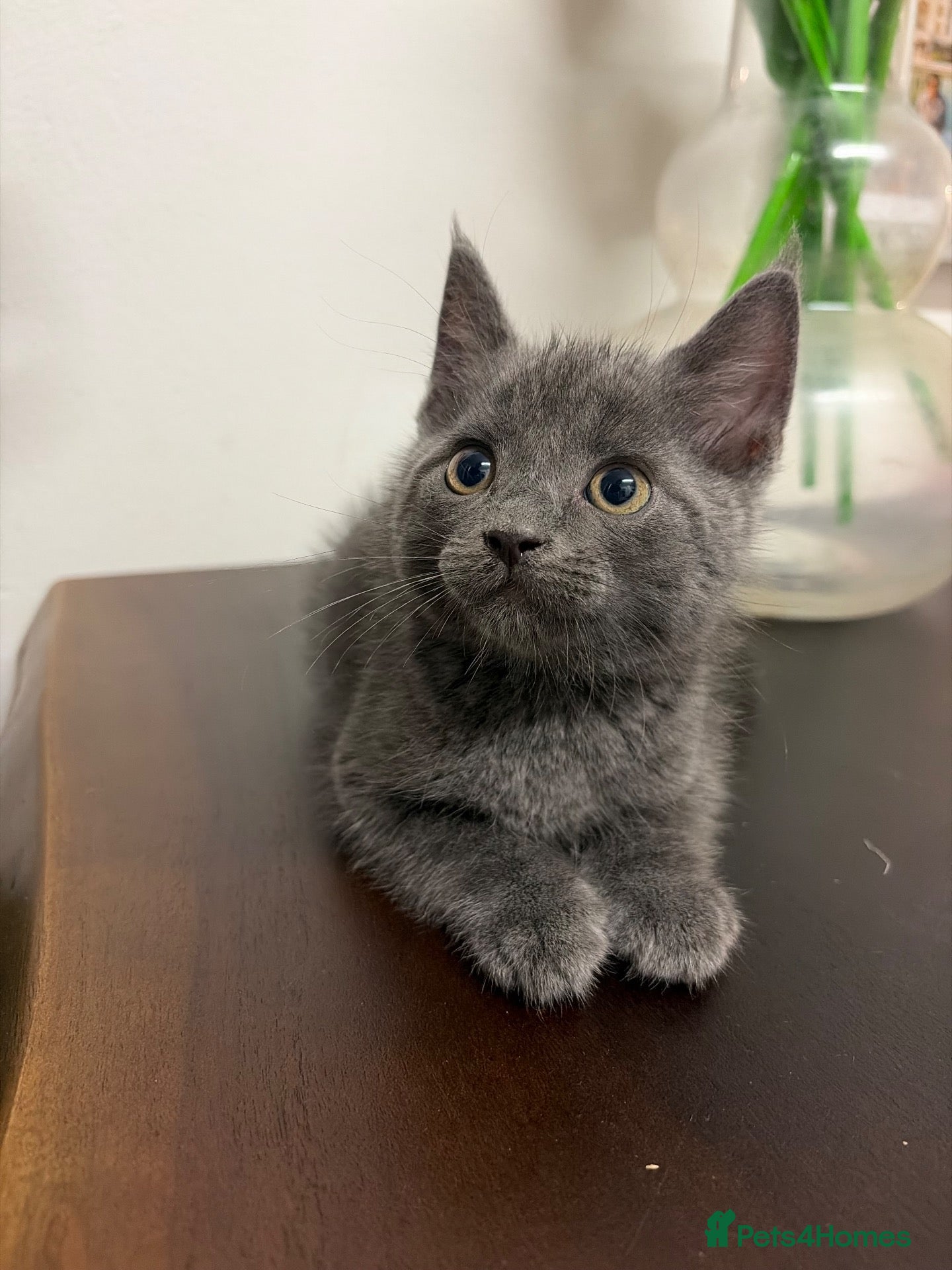 Scottish Fold cats 🐾 Beautiful Scottish Mix Kittens 🐾 - Advert 13