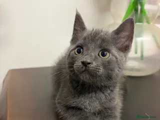 Scottish Fold cats 🐾 Beautiful Scottish Mix Kittens 🐾 - Advert 5