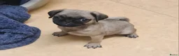 Pug dogs for sale: PUG PUPPY LAST FEMALE - Advert 1