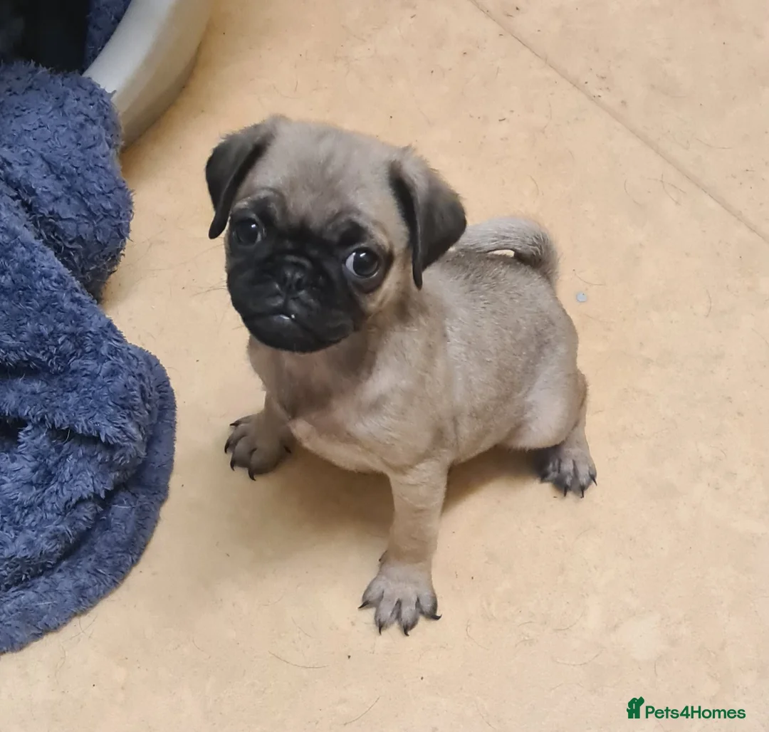 Pug dogs for sale: PUG PUPPY LAST FEMALE - Advert 1