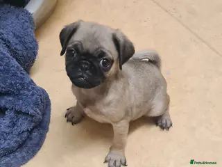 Pug dogs PUG PUPPY LAST FEMALE - Advert 9