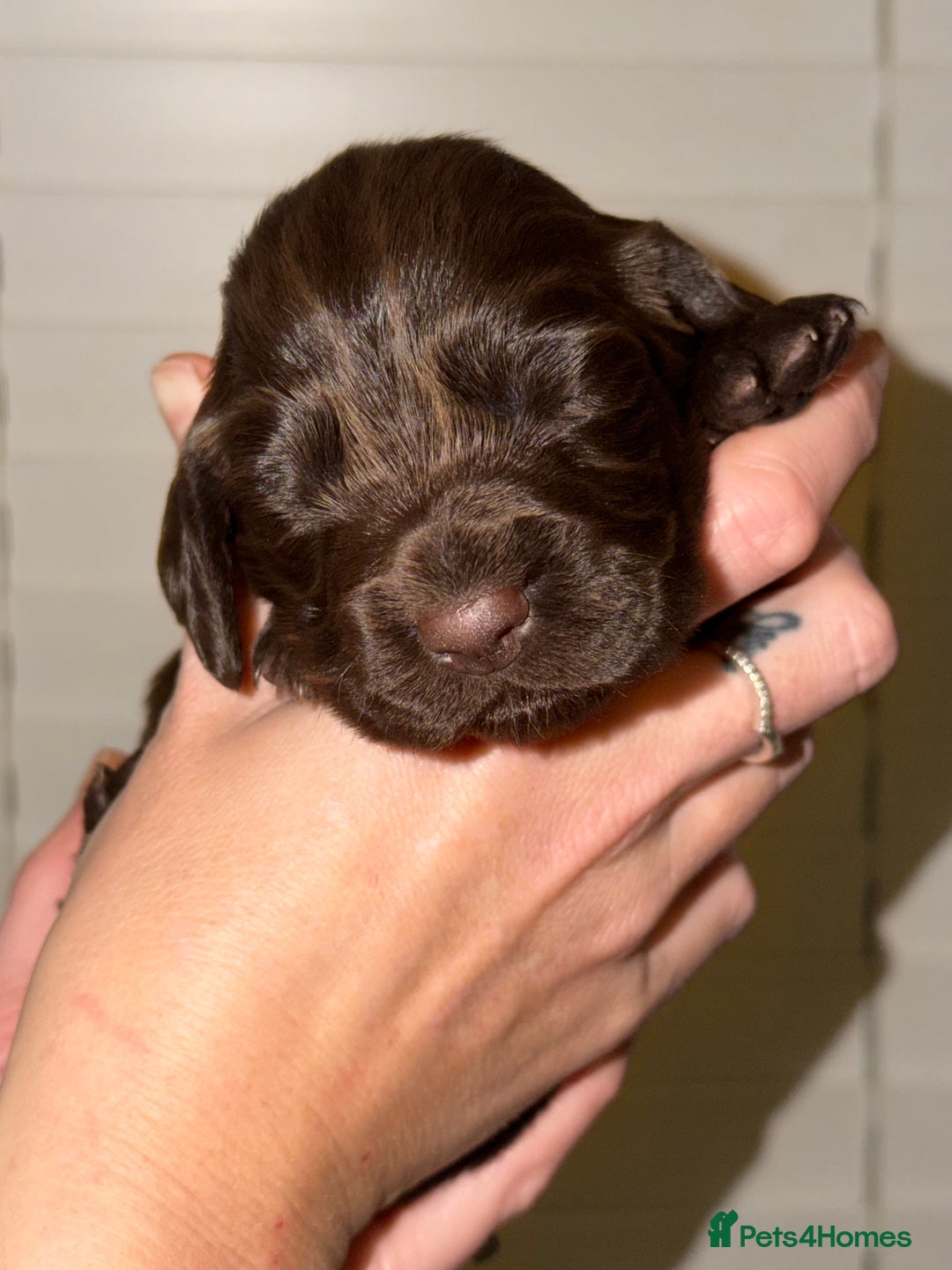 Sprocker dogs for sale: Sprocker pups  - Advert 7