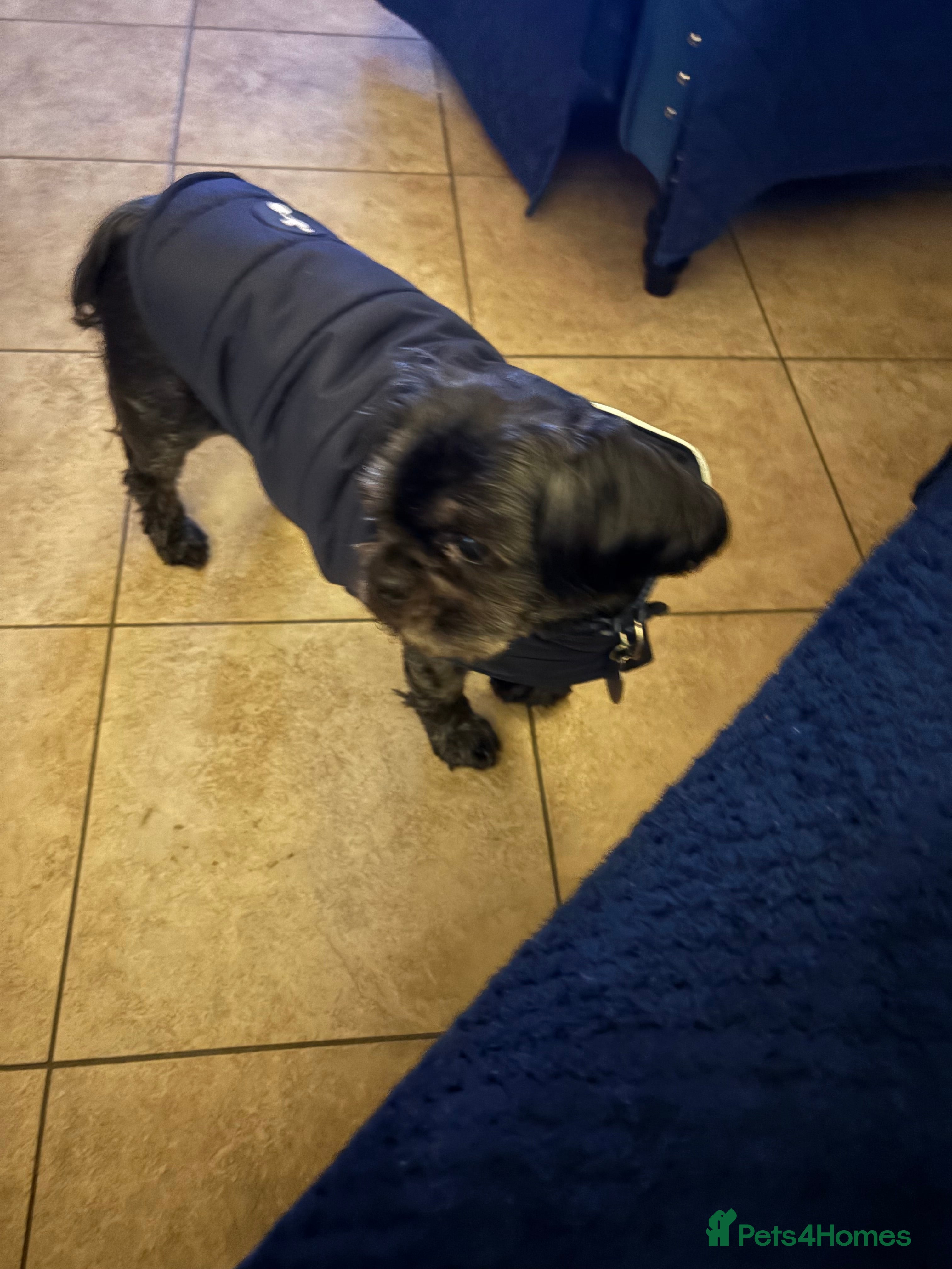 Shih Tzu dogs KC Black Zorro for stud - Advert 14