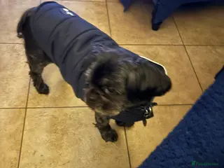 Shih Tzu dogs KC Black Zorro for stud - Advert 14