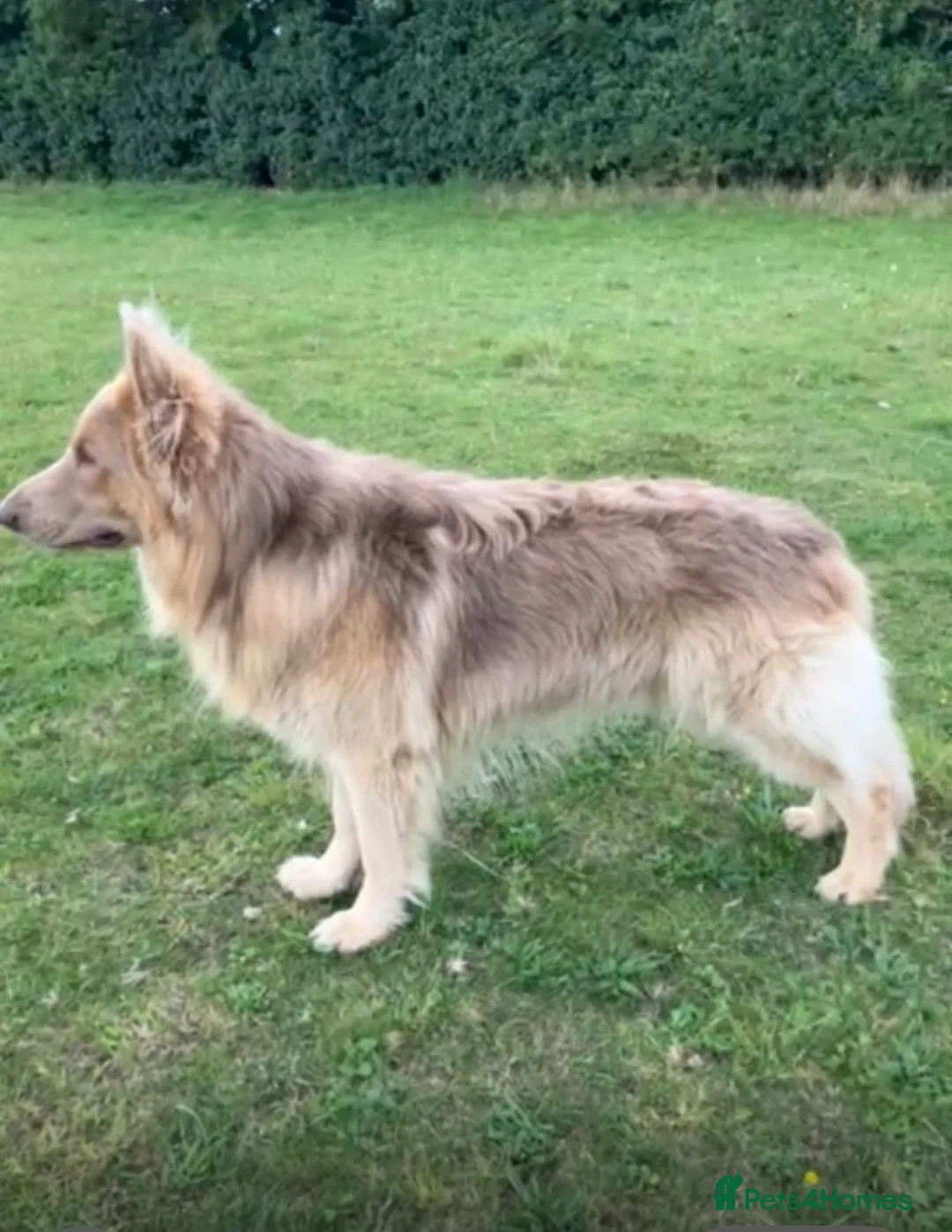 German Shepherd dogs for sale: Isabella German Shepherds - Advert 2