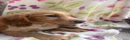 Golden Retriever dogs for sale: Golden retriever pups  in Midhurst - Advert 9