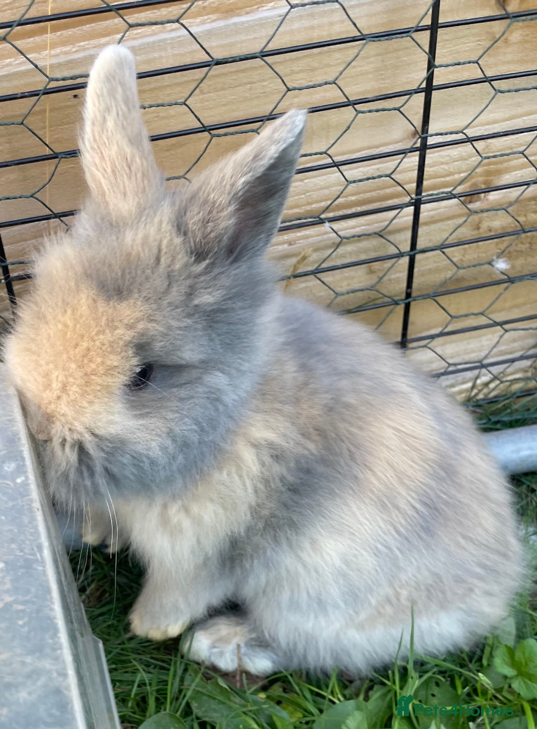 Lionhead rabbits for sale: Lion head  - Image 33