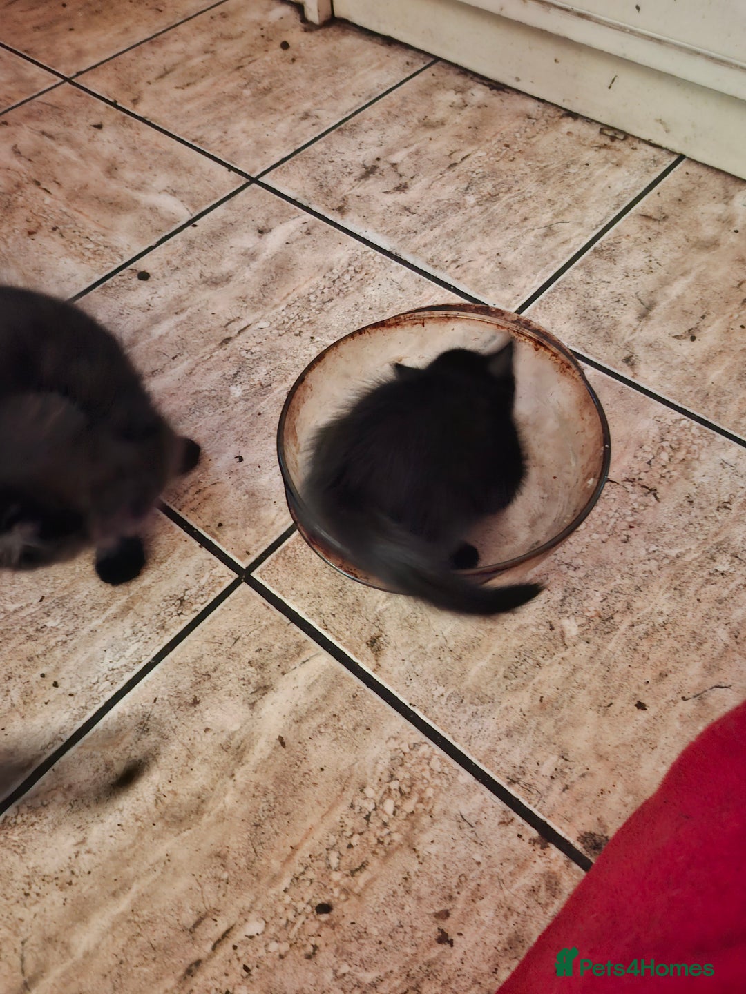 British Longhair cats for sale: 8 kittens for sale - Image 6