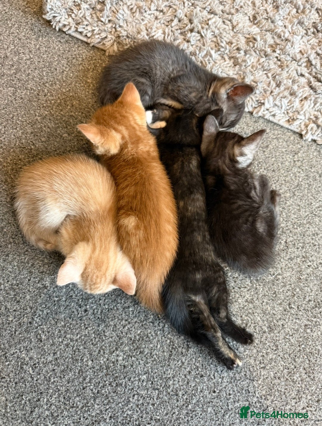 British Shorthair cats for sale: British Shorthair Cross Kittens  - Image 17