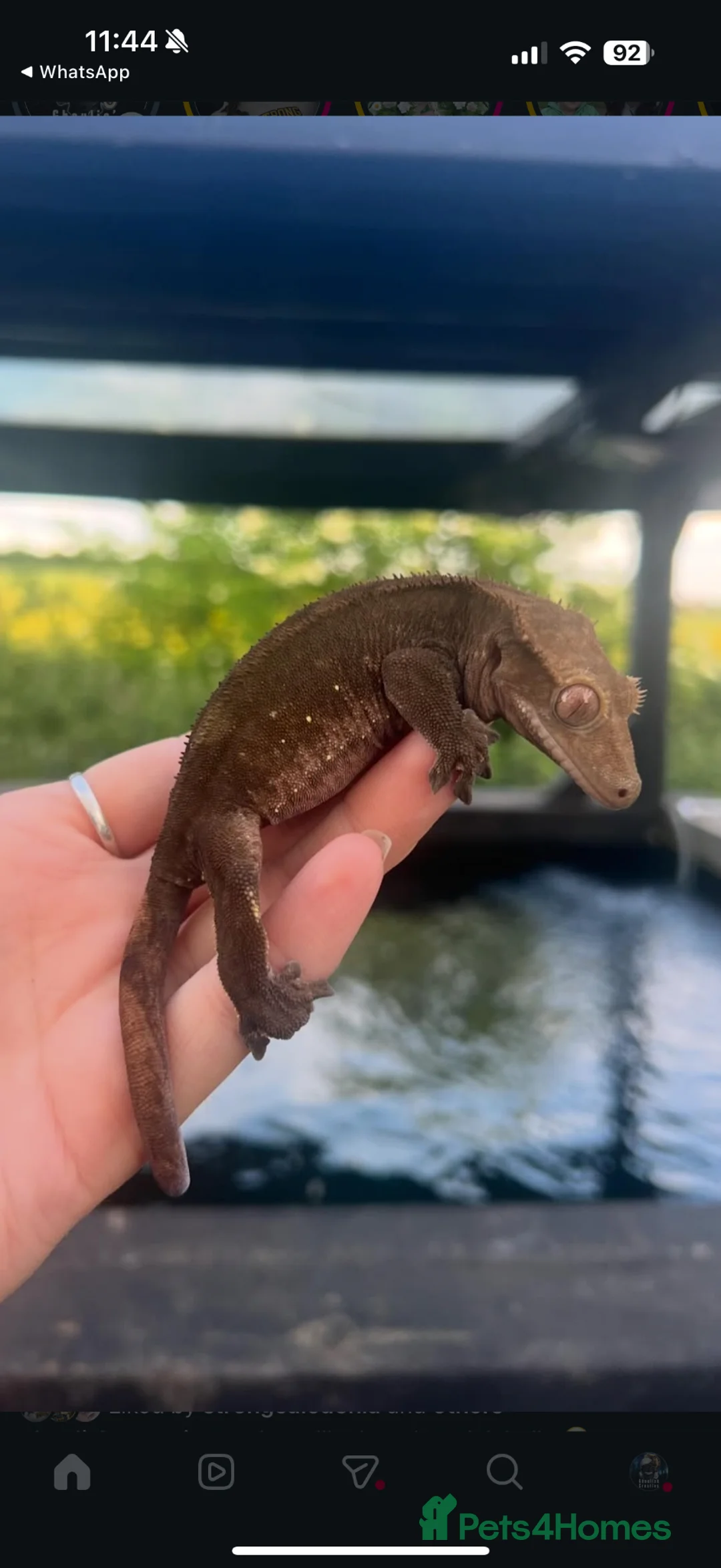Gecko reptiles for sale: Female Cresties, laying duds in Taunton - Advert 10