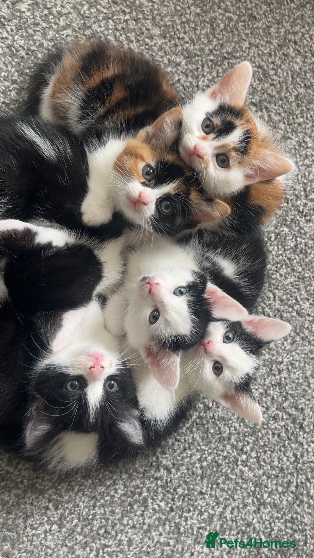 Domestic Shorthair cats Kittens needing homes asap in durham - Advert 3
