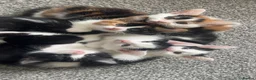 Domestic Shorthair cats for sale: Kittens needing homes asap in durham - Advert 1