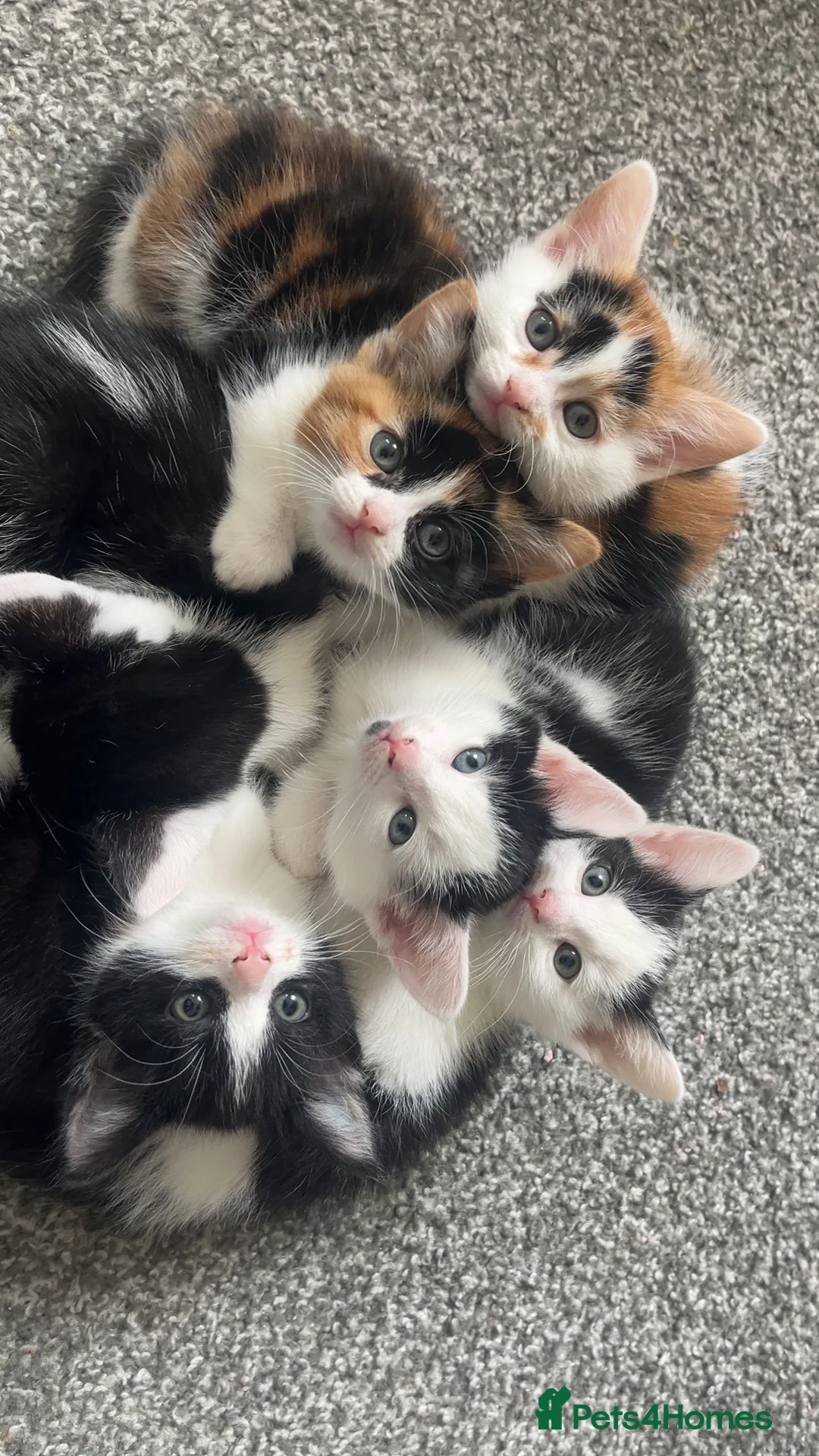 Domestic Shorthair cats for sale: Kittens needing homes asap in durham - Advert 1