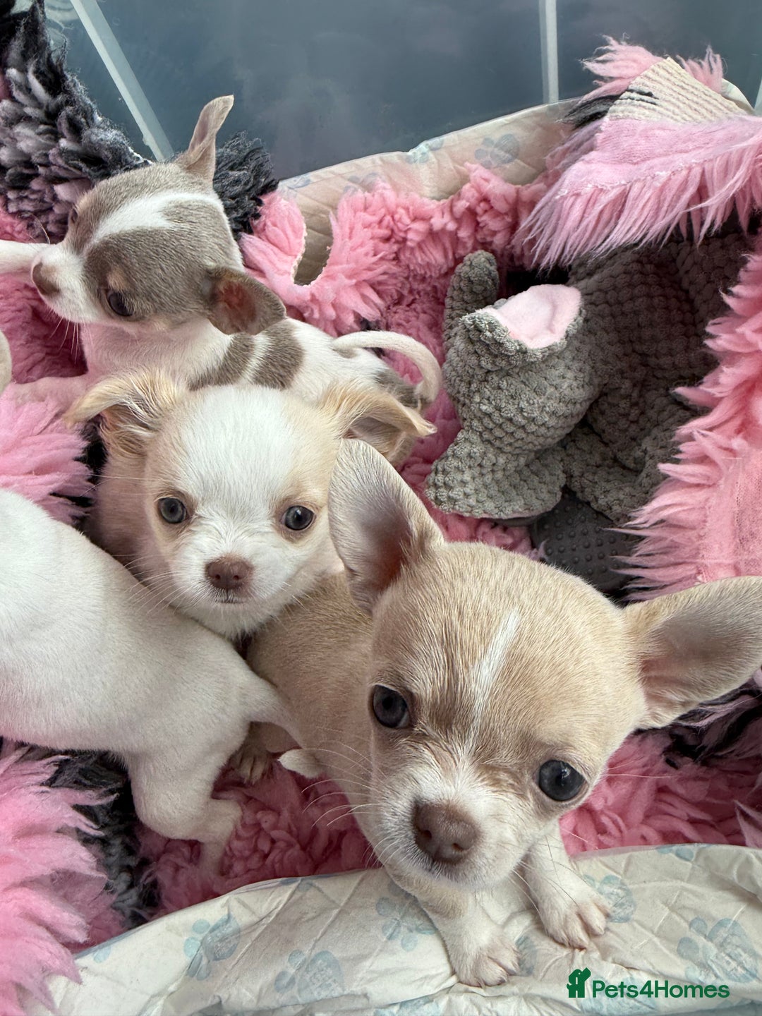 Chihuahua dogs for sale: Exquisite KC Registered Apple Chihuahua Puppies 💖 - Image 30
