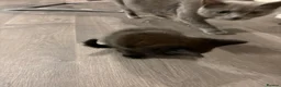 Norwegian Forest Cat cats for sale: Kittens  - Advert 9