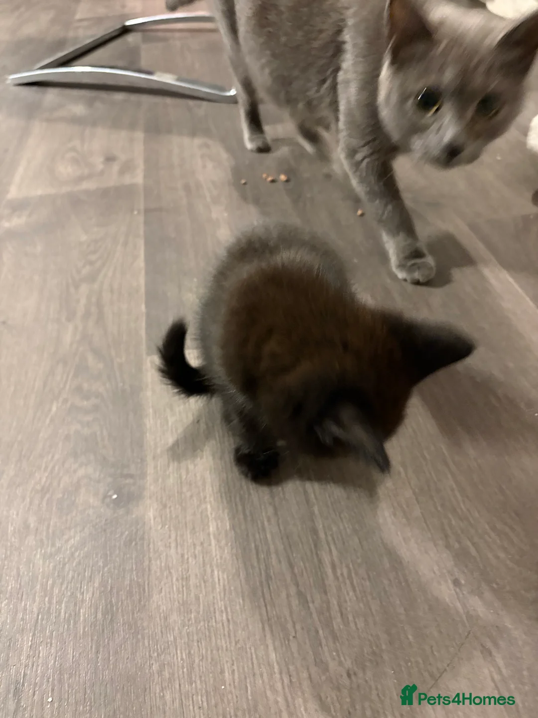 Norwegian Forest Cat cats for sale: Kittens  - Advert 9