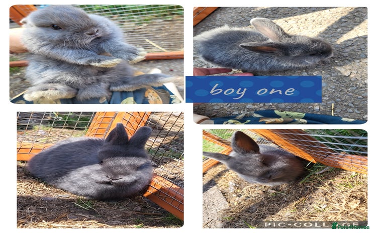Mini Lion Lop rabbits - Advert 10