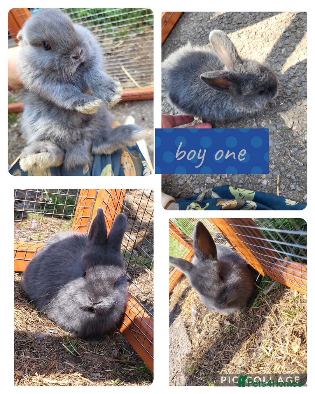 Mini Lion Lop rabbits for sale: 3 beautiful litter ready to reverse  - Image 1