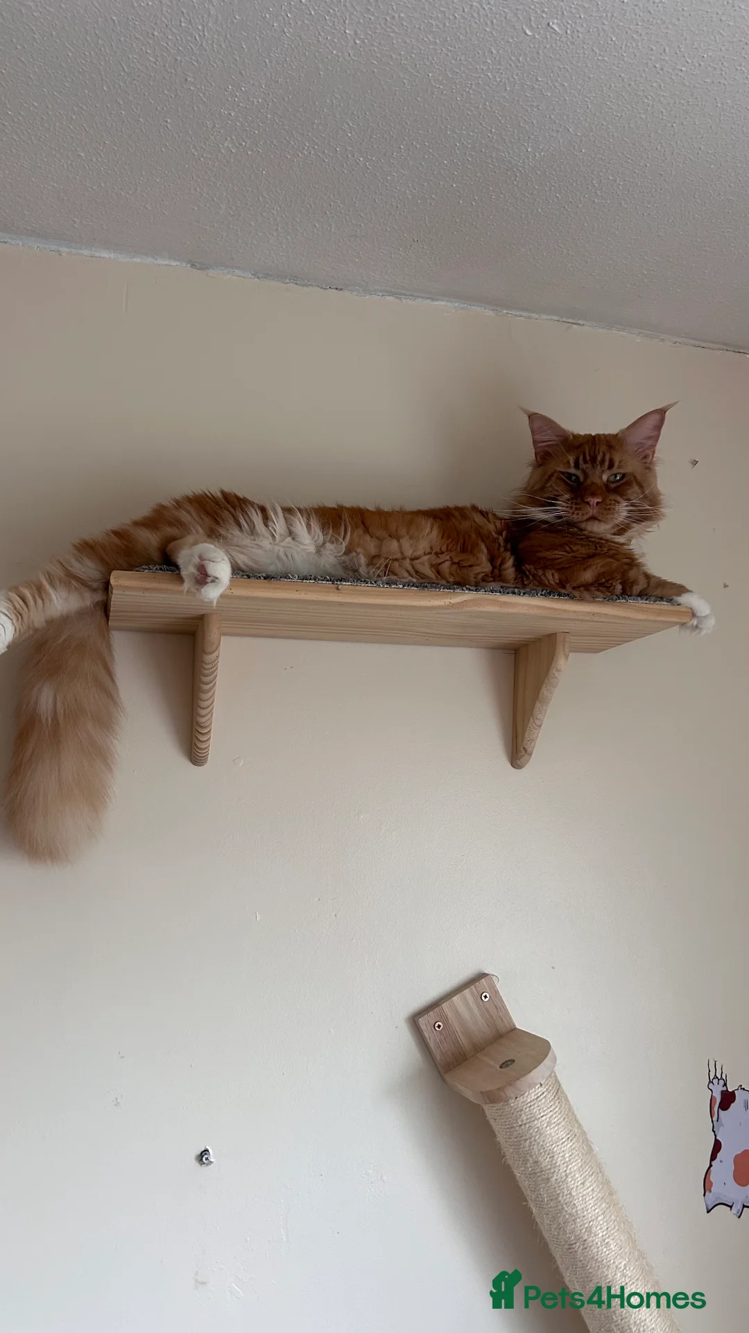 Maine Coon cats for sale: 5 Beautiful Mainecoon Kittens ❤️  - Advert 29