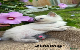 Ragdoll cats for sale: Pure breed ragdolls . Ready to leave SOON  - Image 11