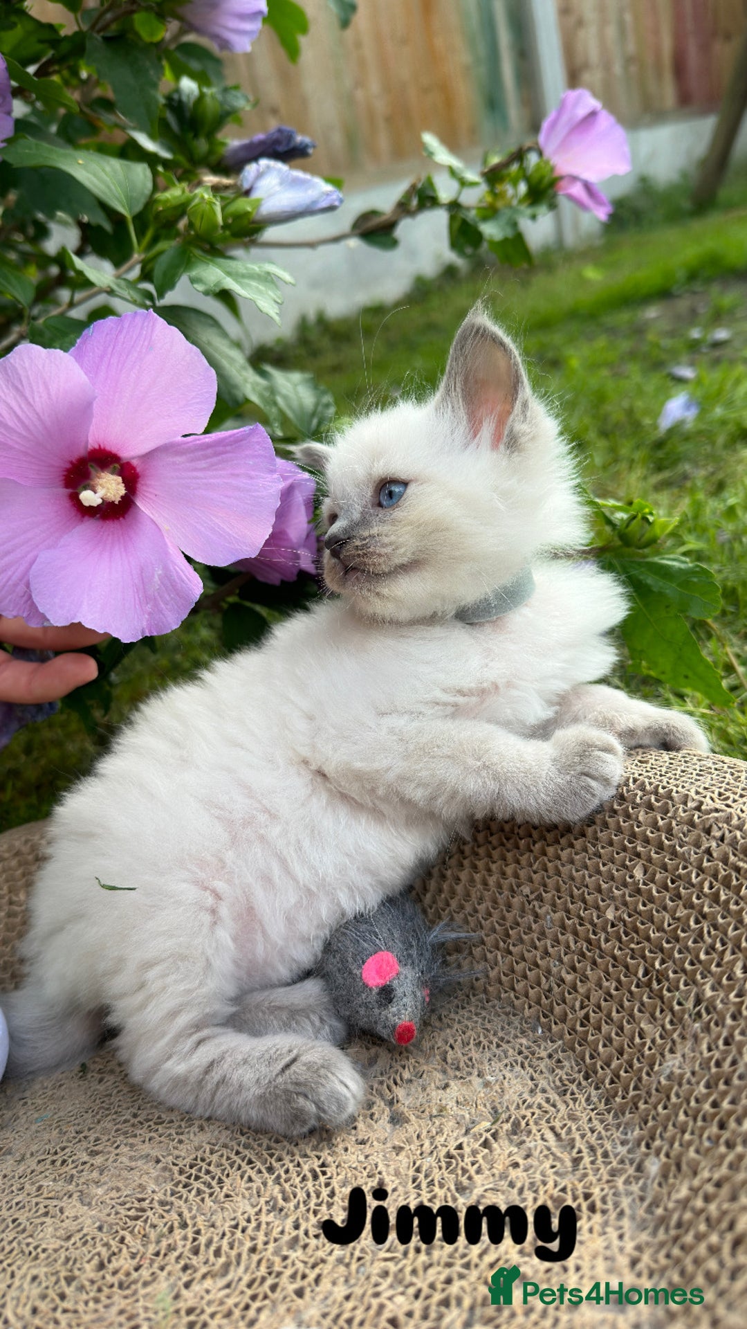 Ragdoll cats for sale: Pure breed ragdolls . Ready to leave SOON  - Image 11