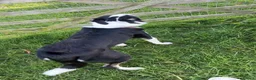 Border Collie dogs for sale: 1 year old border collie boy well trained  - Advert 11