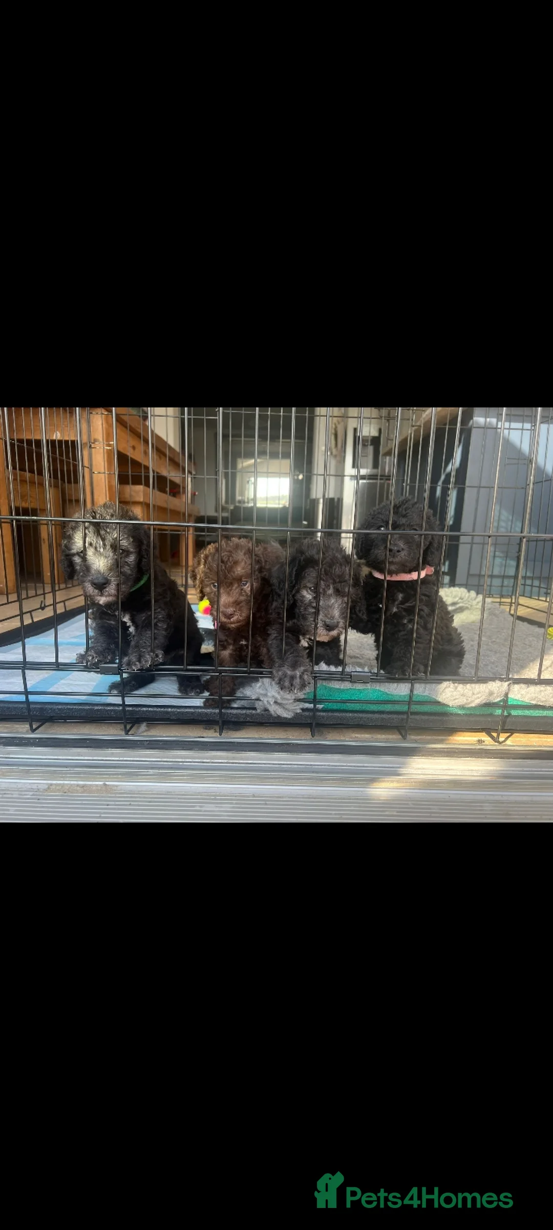 Bedlington Terrier dogs for stud: Blue.  Bedlington terrier for stud  CT Clear   in Chesterfield - Advert 37