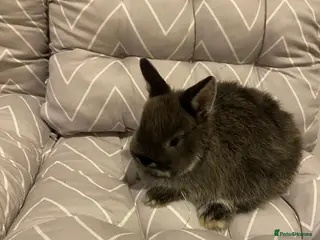 Netherland Dwarf rabbits Netherlands dwarf rabbit 2 ar 6 weeks, one 11 wks. - Advert 16