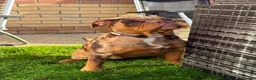 Olde English Bulldogge dogs for sale: Daisy  - Advert 4