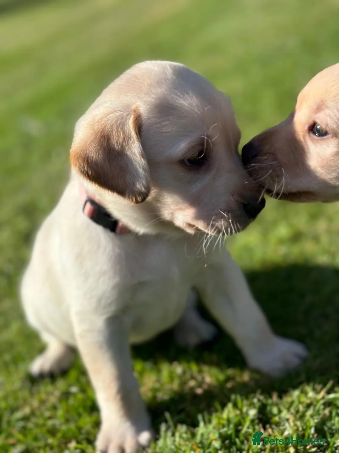 Labrador Retriever dogs for sale: Well handled Labrador puppies need a loving home - Advert 1