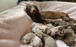 Dachshund dogs for sale: Dachshund  - Image 7