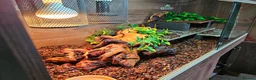 Skink reptiles for sale: Blue Tongued Skink-Male enclosure and cabnet setup - Advert 22
