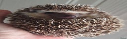 Pygmy Hedgehog rodents for sale:  Full pedigree Baby African pygmy hedgehogs  - Advert 10