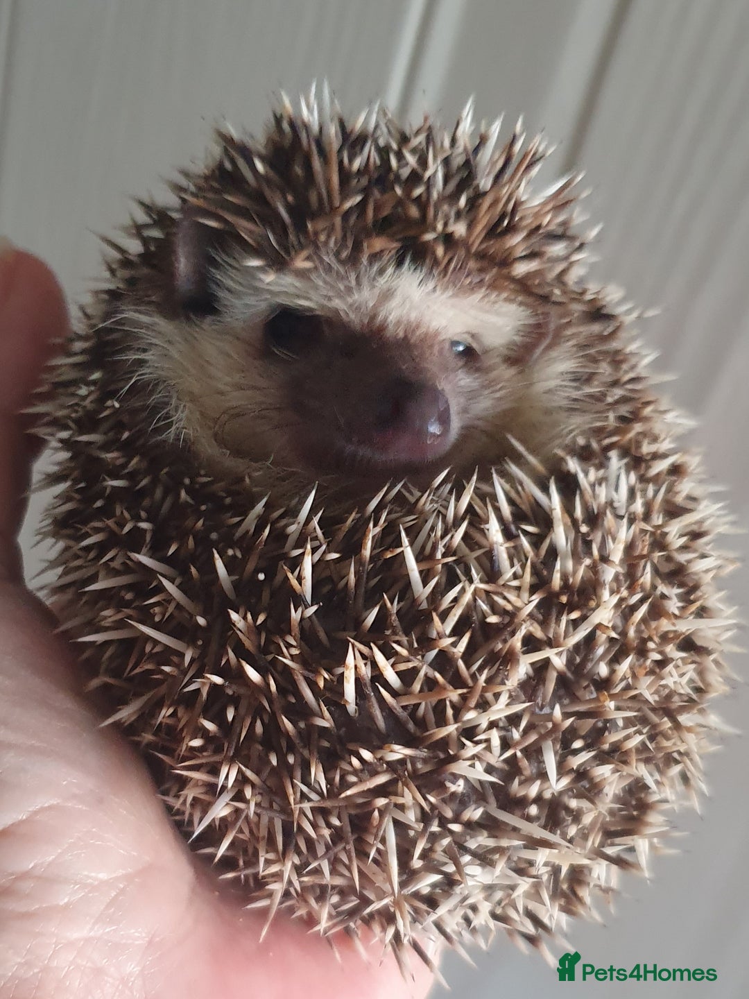 Pygmy Hedgehog rodents for sale:  Full pedigree Baby African pygmy hedgehogs  - Advert 10