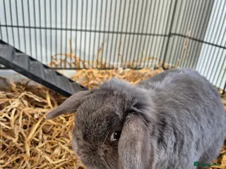 Mini Lop rabbits Gorgeous grey mini lop rabbit. - Advert 1