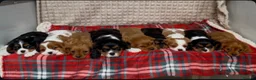 Cavalier King Charles Spaniel dogs for sale: STUNNING CAVALIER KING CHARLES PUPPIES  - Advert 17