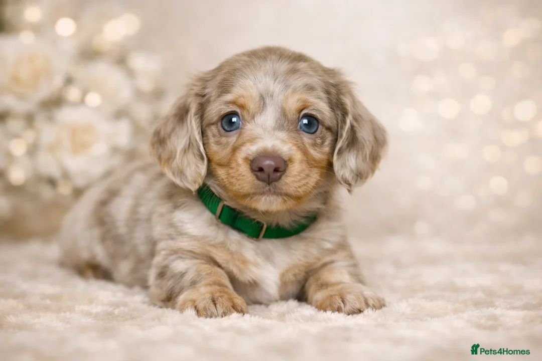 Miniature Dachshund dogs for sale: Miniature LH KC REG dachshund  - Advert 2