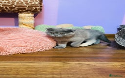 Scottish Fold cats for sale: Beautiful litter of Scottish fold  😍 - Image 17