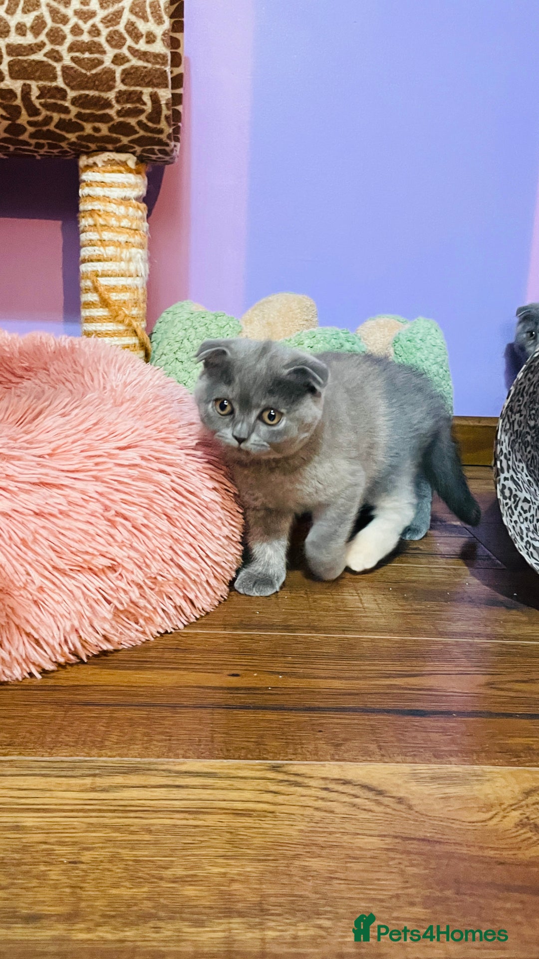 Scottish Fold cats for sale: Beautiful litter of Scottish fold  😍 - Image 17