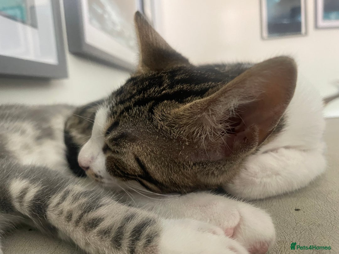 Bengal cats for sale: Gorgeous Half Bengal Female - Image 10